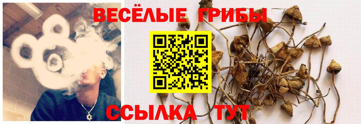 Псилоцибиновые грибы прущие грибы  Вход с VPN  Красный Сулин 